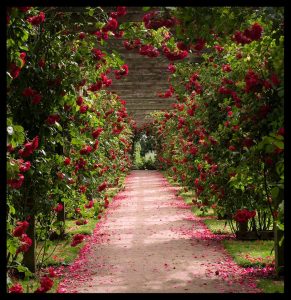 296029_575924922441532_194704327_n